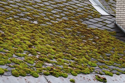 Large amounts of moss growing on a roof