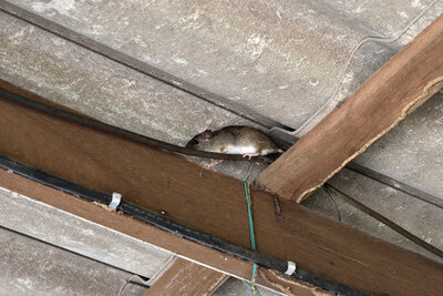 A rat inside part of a damaged roof
