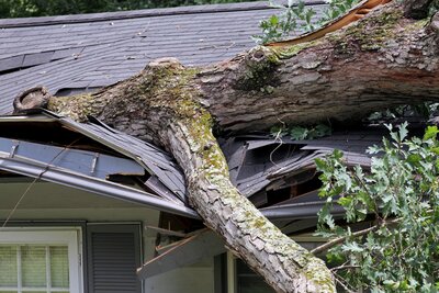 A fallen tree on a damaged roof